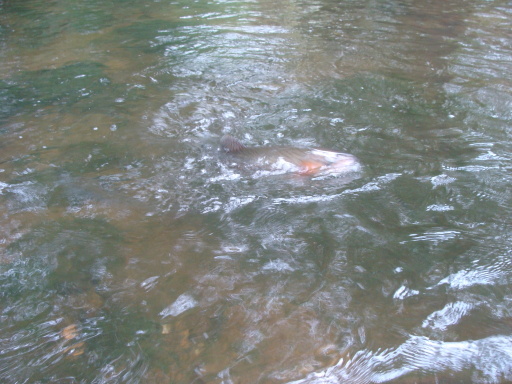 DSC00520