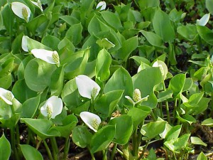 calla_palustris2.jpg