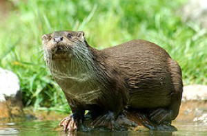 260px-loutre2.jpg